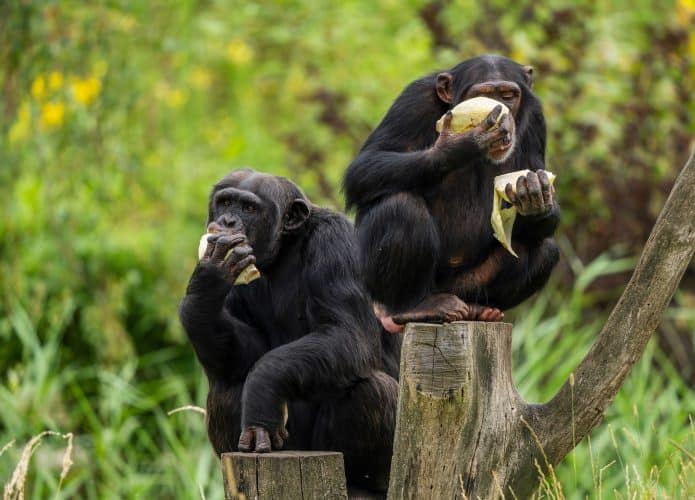 dois chimpanzés
