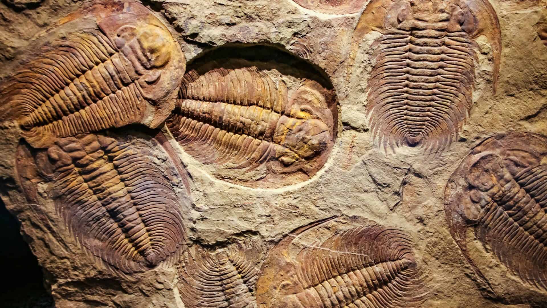 extinção em massa