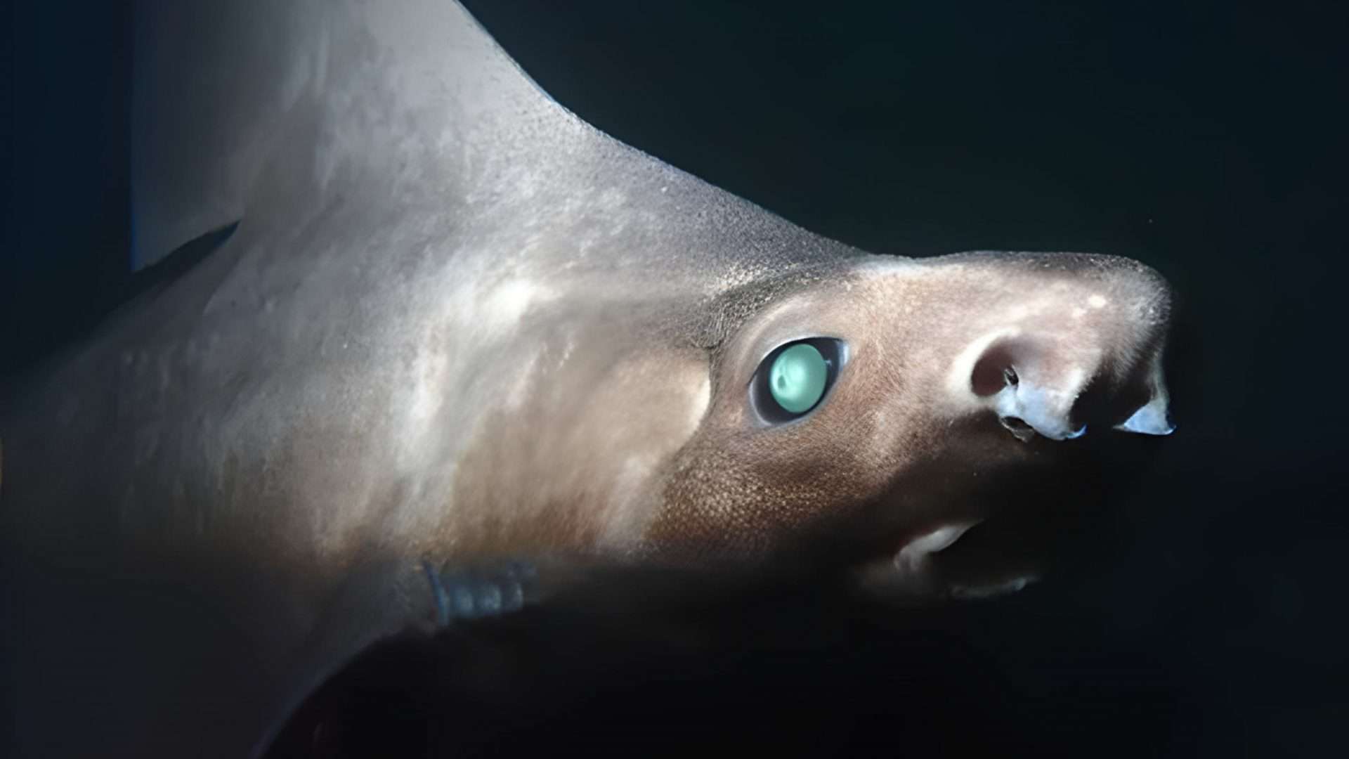 Geralmente, os tubarões-ásperos-angulares (Oxynotus centrina) são de uma cor marrom-acinzentada escura ou até preta, com manchas escuras na cabeça e nas laterais