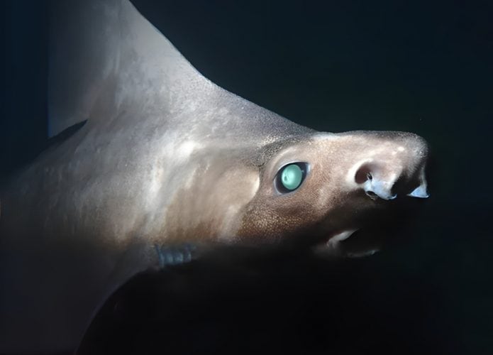 Geralmente, os tubarões-ásperos-angulares (Oxynotus centrina) são de uma cor marrom-acinzentada escura ou até preta, com manchas escuras na cabeça e nas laterais