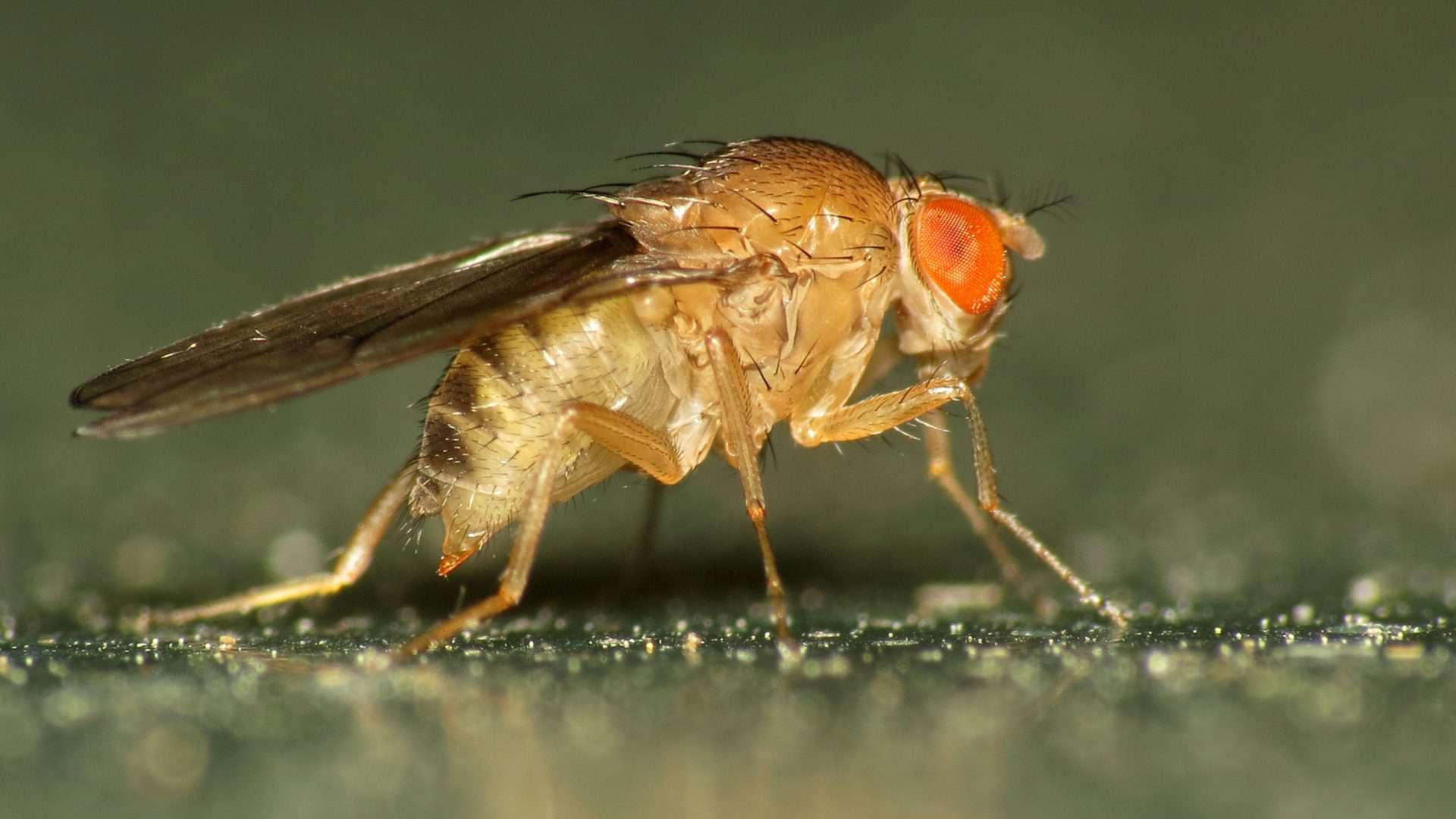Mosca-da-fruta