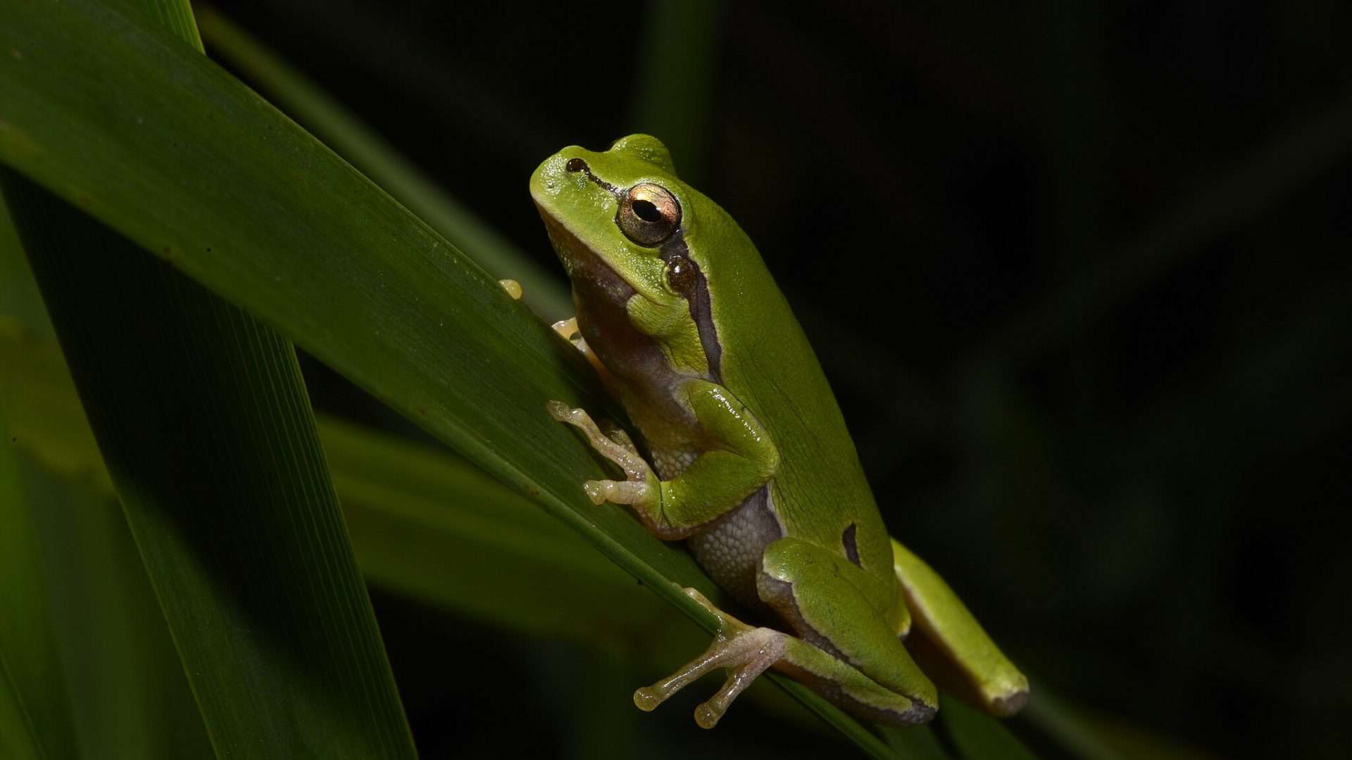 Uma rã-da-árvore oriental (Hyla orientalis), de coloração verde intensa, apoiada numa folha alongada em um ambiente escuro. Sua pele lisa, olhos dourados e linhas sutis em tons mais escuros ao longo do corpo são visíveis.