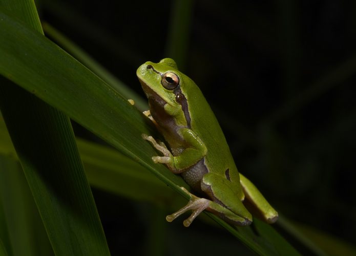 Uma rã-da-árvore oriental (Hyla orientalis), de coloração verde intensa, apoiada numa folha alongada em um ambiente escuro. Sua pele lisa, olhos dourados e linhas sutis em tons mais escuros ao longo do corpo são visíveis.