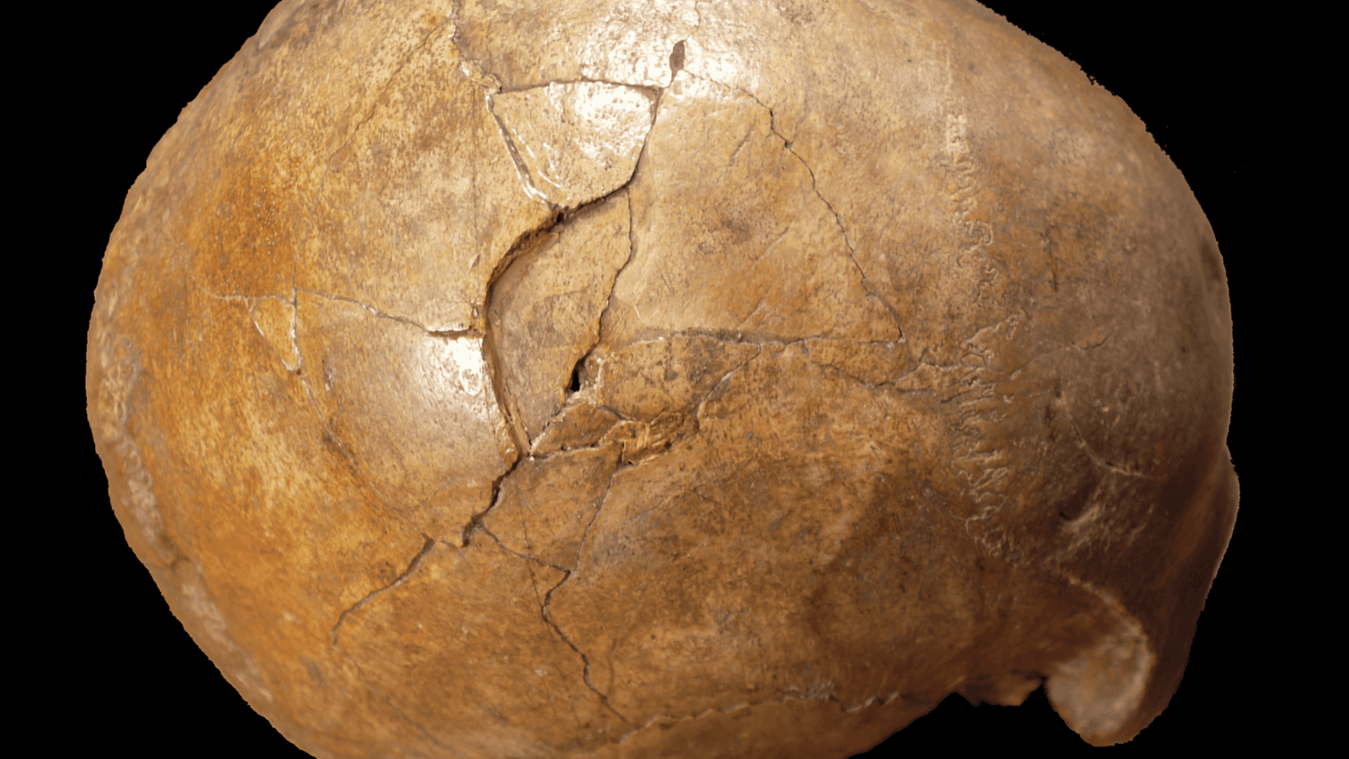 Fotografia colorida de um crânio fóssil de Cro-Magnon visto de cima e levemente de lado. O fóssil, identificado como um calvário, apresenta várias fraturas preenchidas e áreas de desgaste que evidenciam sua antiguidade. A superfície é marrom-clara e irregular, com detalhes anatômicos sutis visíveis, como linhas de sutura craniana e a textura característica de ossos antigos.