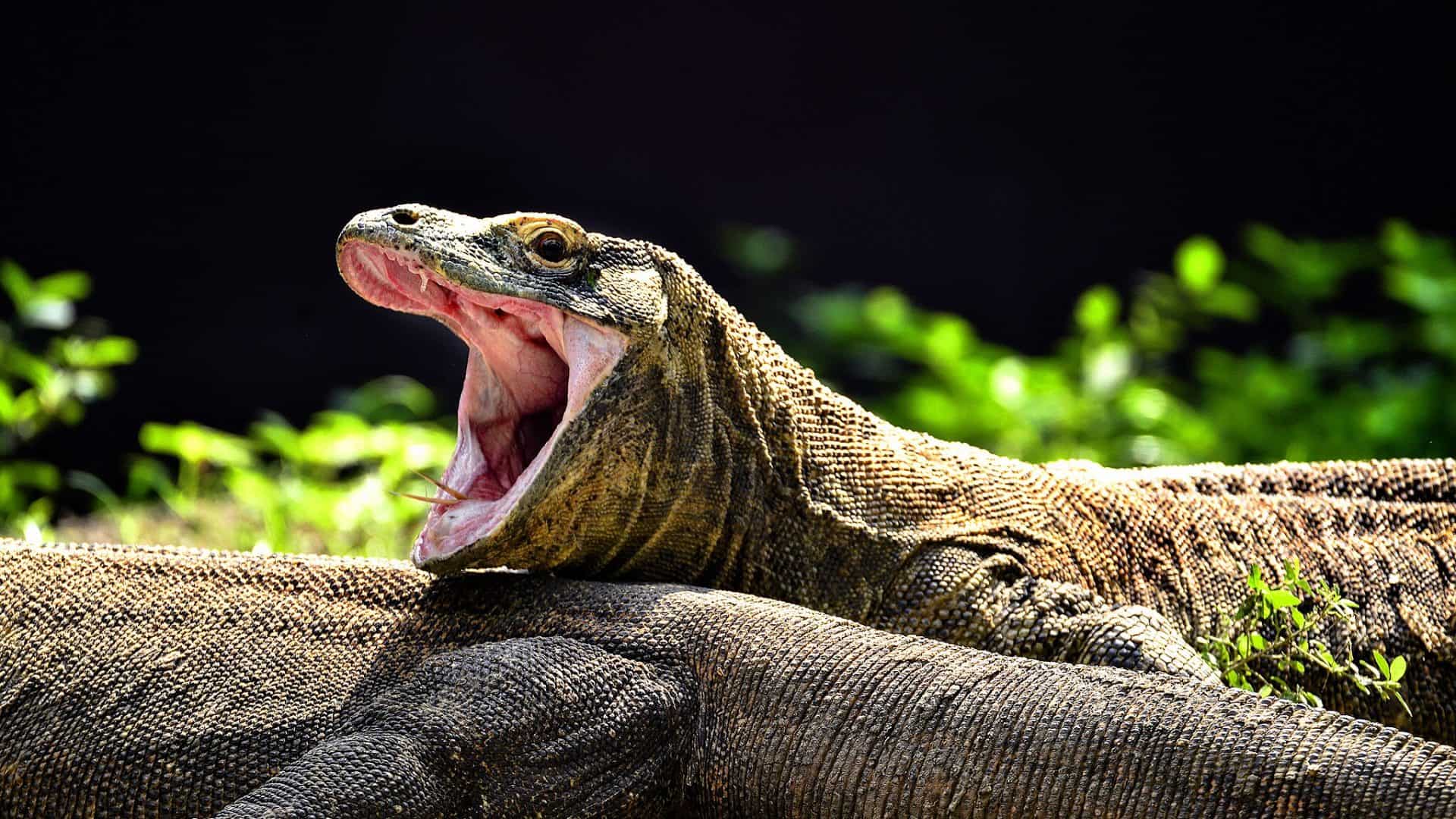 Um dragão-de-Komodo é flagrado em um momento curioso e impressionante, com a boca aberta, revelando suas mandíbulas marcantes e dentes alinhados. Sua pele escamosa de tons terrosos destaca a beleza rústica da espécie, enquanto ele repousa tranquilamente sobre outro companheiro, em meio a um fundo de vegetação verde e iluminada