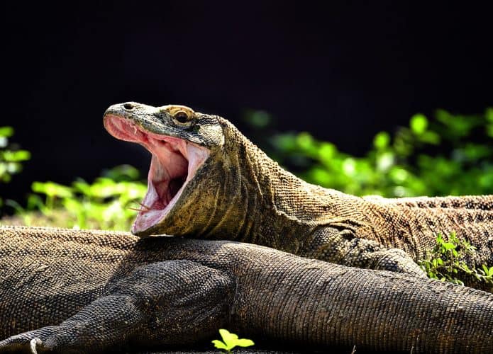 Um dragão-de-Komodo é flagrado em um momento curioso e impressionante, com a boca aberta, revelando suas mandíbulas marcantes e dentes alinhados. Sua pele escamosa de tons terrosos destaca a beleza rústica da espécie, enquanto ele repousa tranquilamente sobre outro companheiro, em meio a um fundo de vegetação verde e iluminada