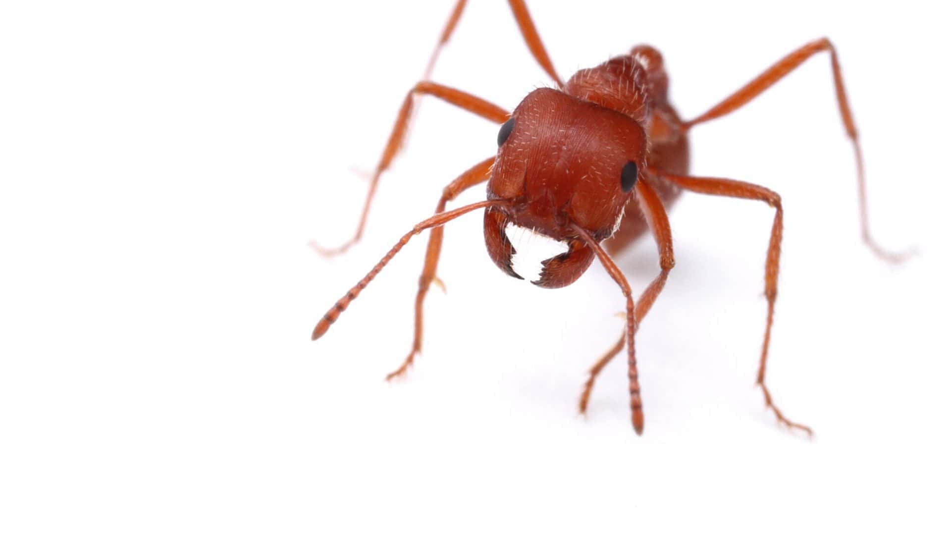 Insects Unlocked, CC0, via Wikimedia Commons