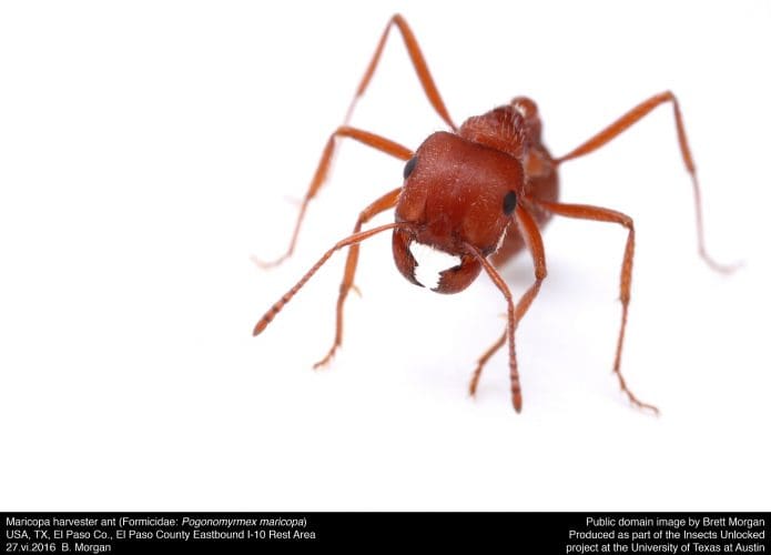 Insects Unlocked, CC0, via Wikimedia Commons