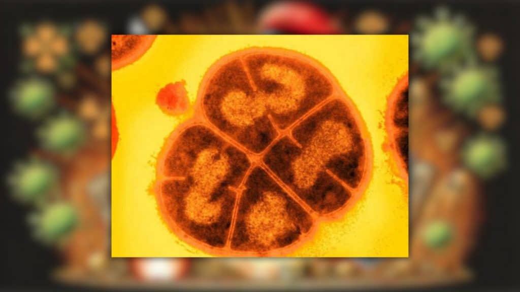 Micróbio apelidado de Conan o Bactério visto pelo microscópio