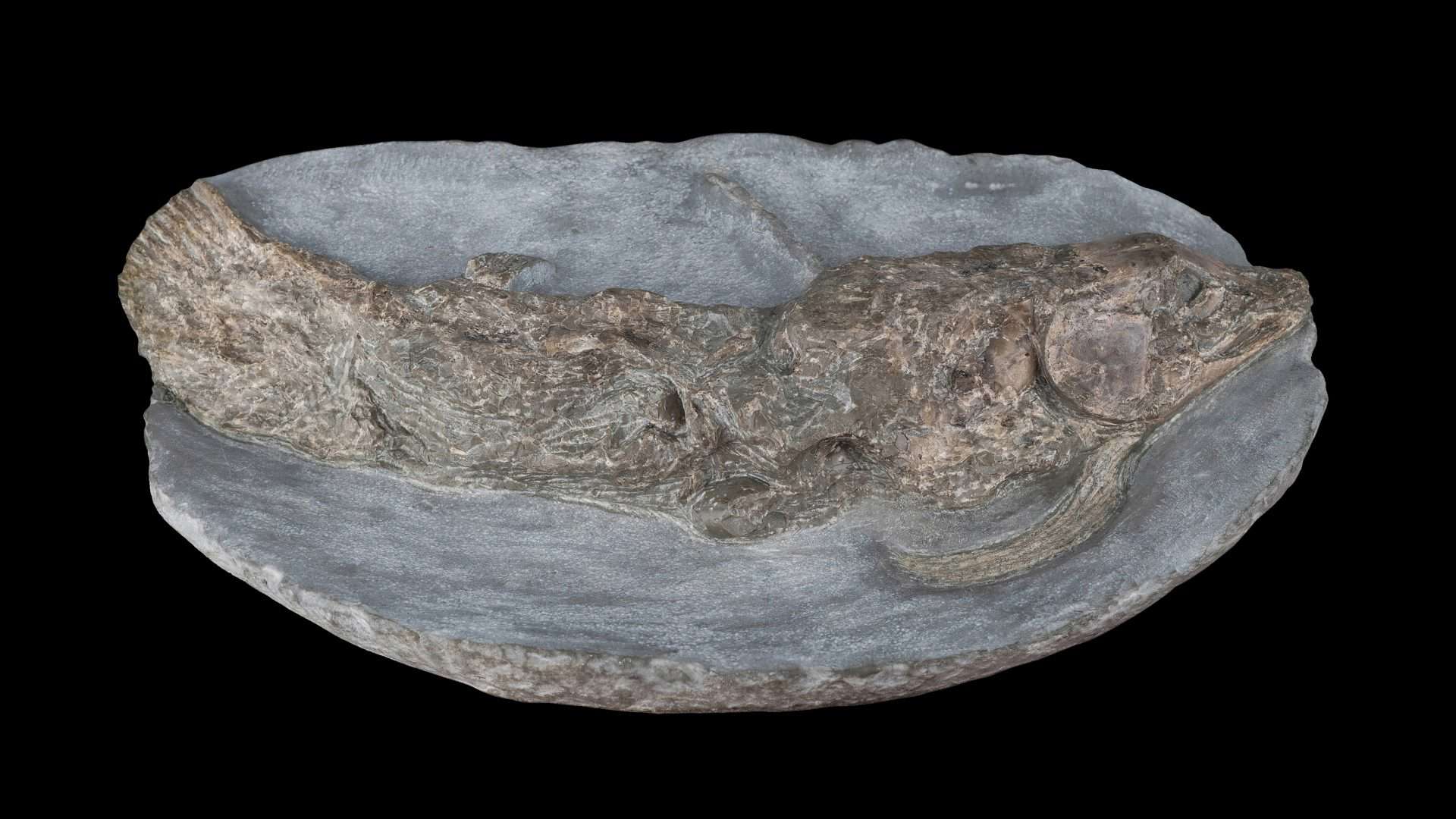 Graulia-branchiodonta-1920x1080