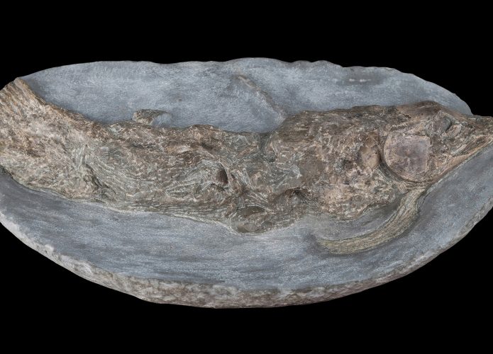Graulia-branchiodonta-695x500