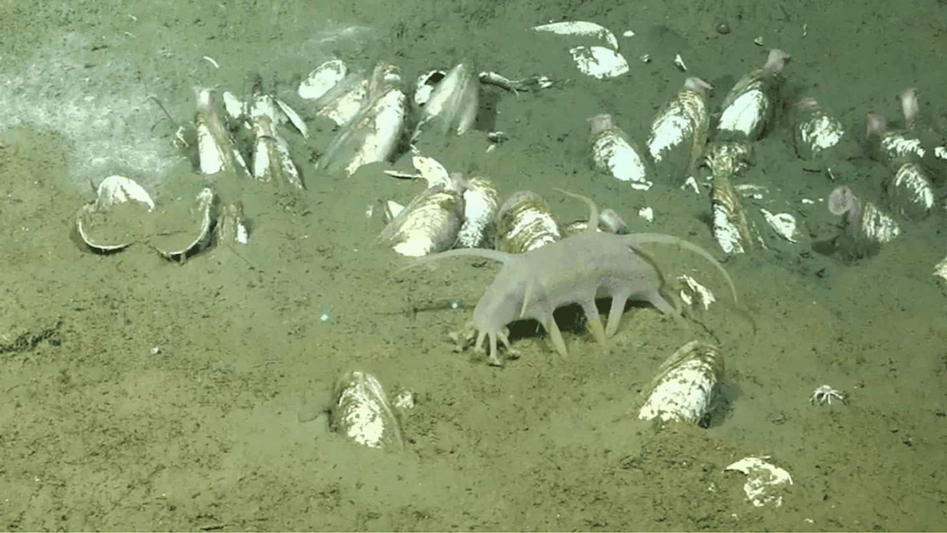 Porco-do-mar via ROV SuBastian/Schmidt Ocean Institute