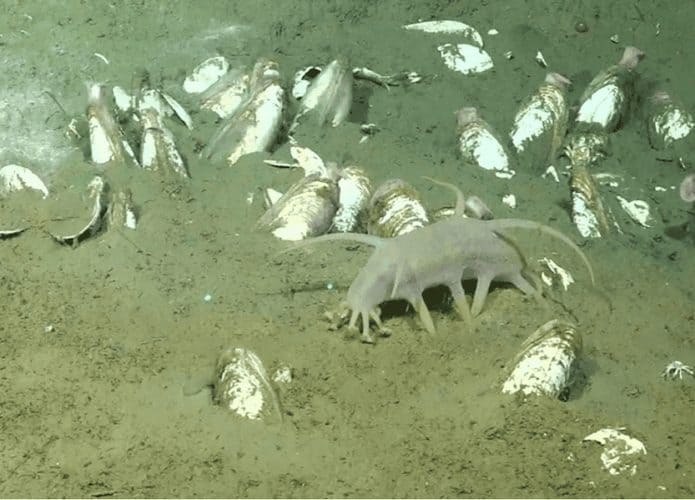 Porco-do-mar via ROV SuBastian/Schmidt Ocean Institute