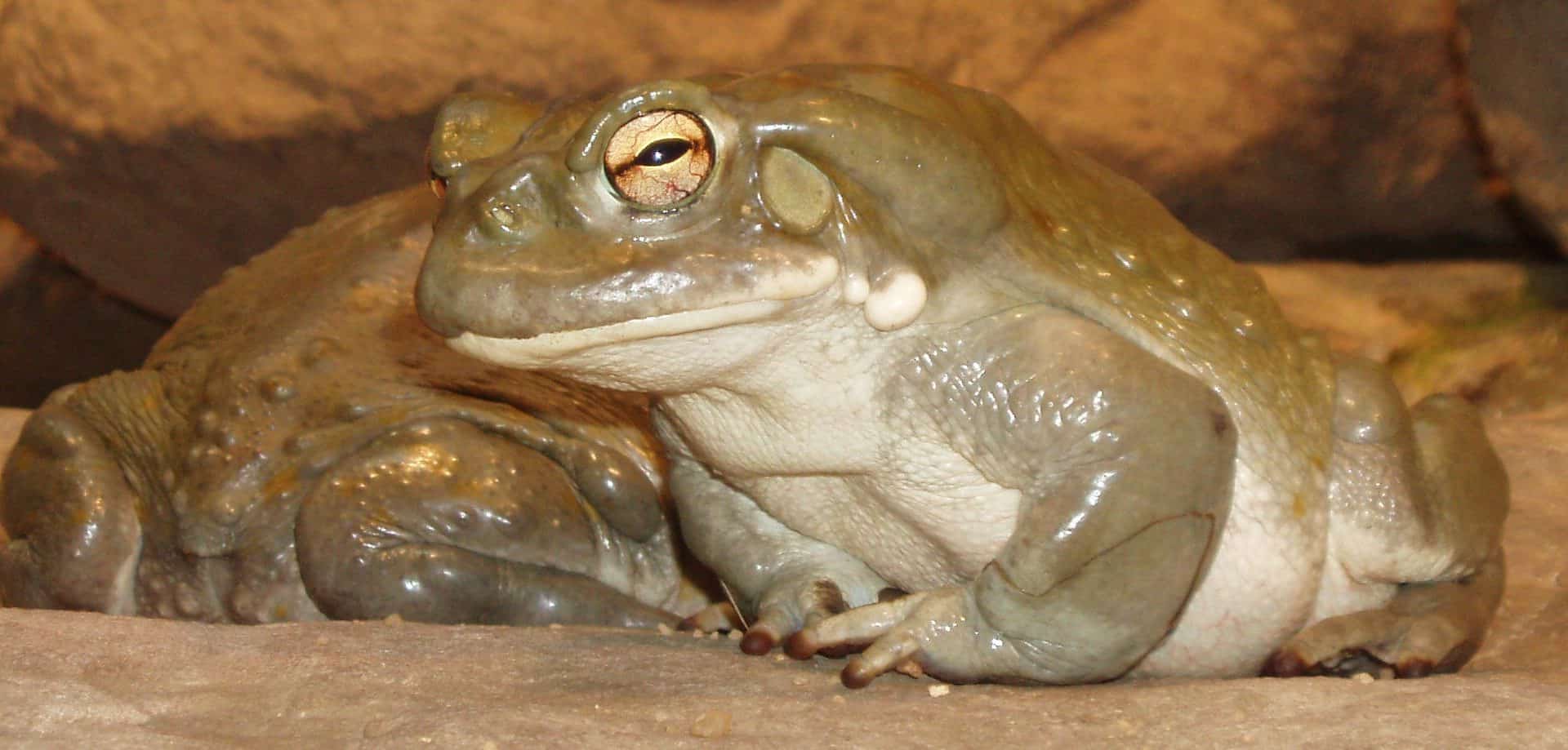 Sapo-do-rio-Colorado (Incilius alvarius), um anfíbio de pele brilhante e glândulas parotoides evidentes, conhecido por produzir a substância alucinógena 5-MeO-DMT. --Xocolatl 10:50, 26 April 2008 (UTC), Public domain, via Wikimedia Commons.