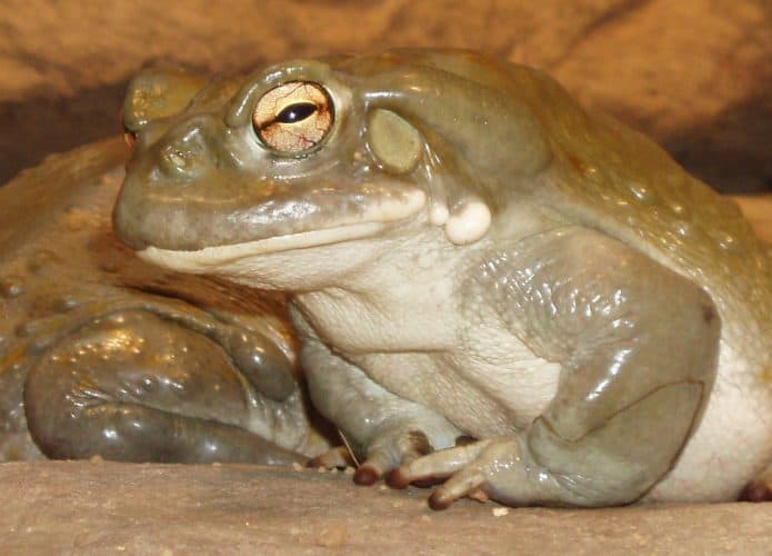 Sapo-do-rio-Colorado (Incilius alvarius), um anfíbio de pele brilhante e glândulas parotoides evidentes, conhecido por produzir a substância alucinógena 5-MeO-DMT. --Xocolatl 10:50, 26 April 2008 (UTC), Public domain, via Wikimedia Commons.