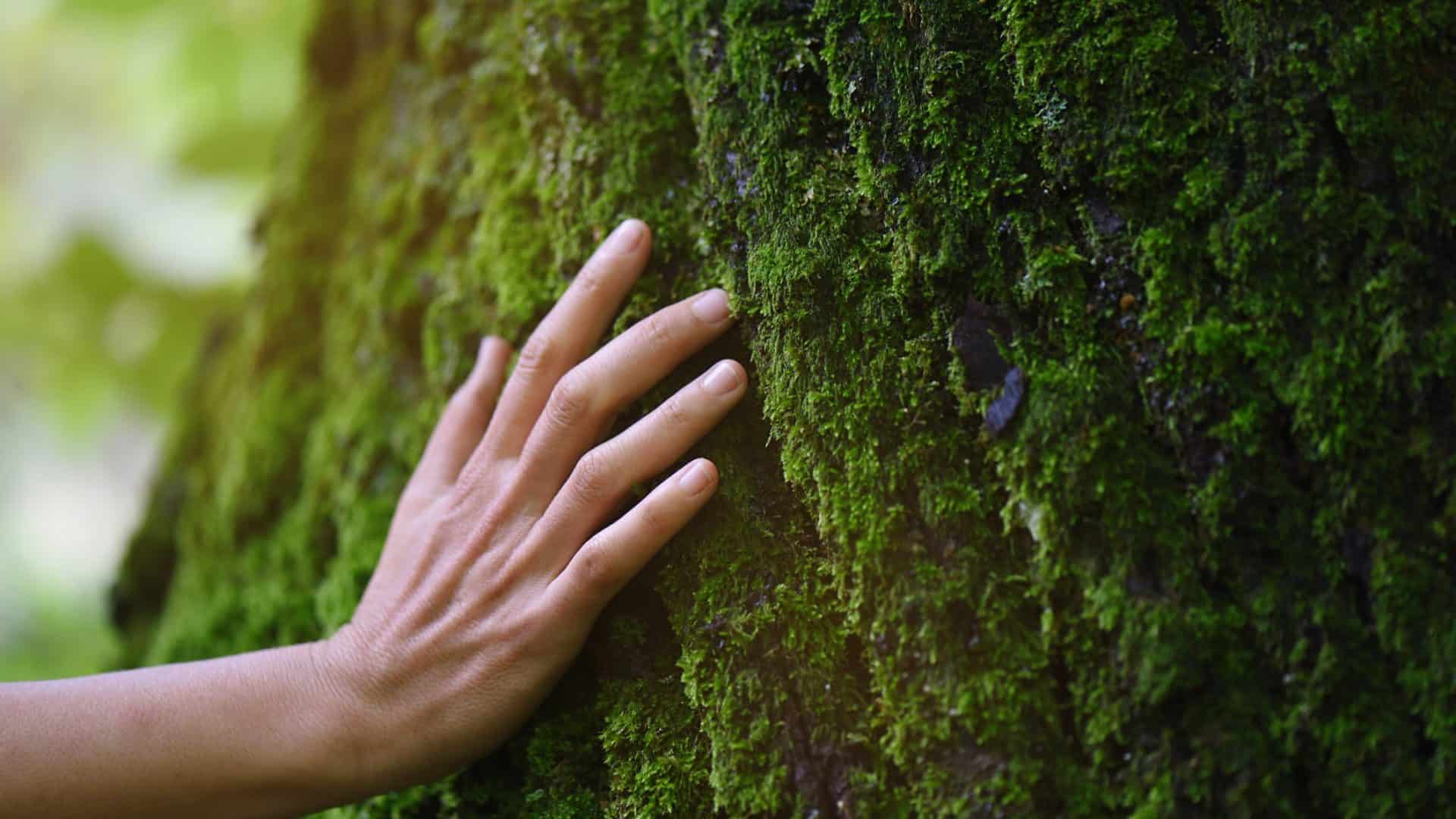 Tronco de árvore em floresta