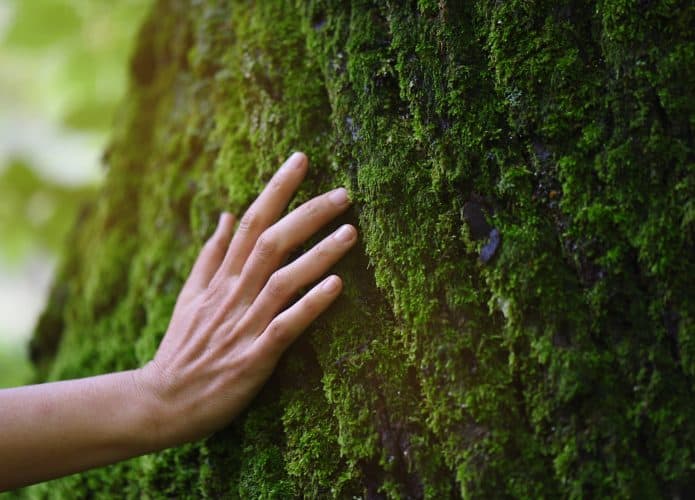 Tronco de árvore em floresta