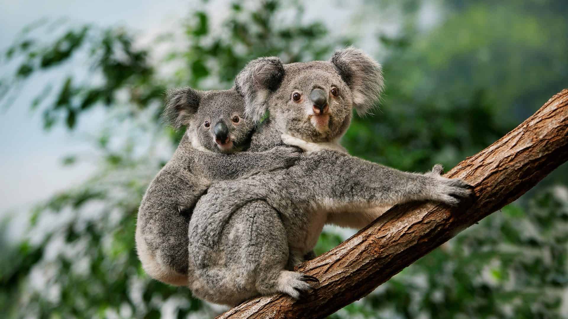 Coalas são amados e fofos, mas também considerados animais bizarros exclusivos da Austrália