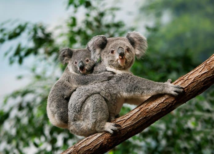 Coalas são amados e fofos, mas também considerados animais bizarros exclusivos da Austrália