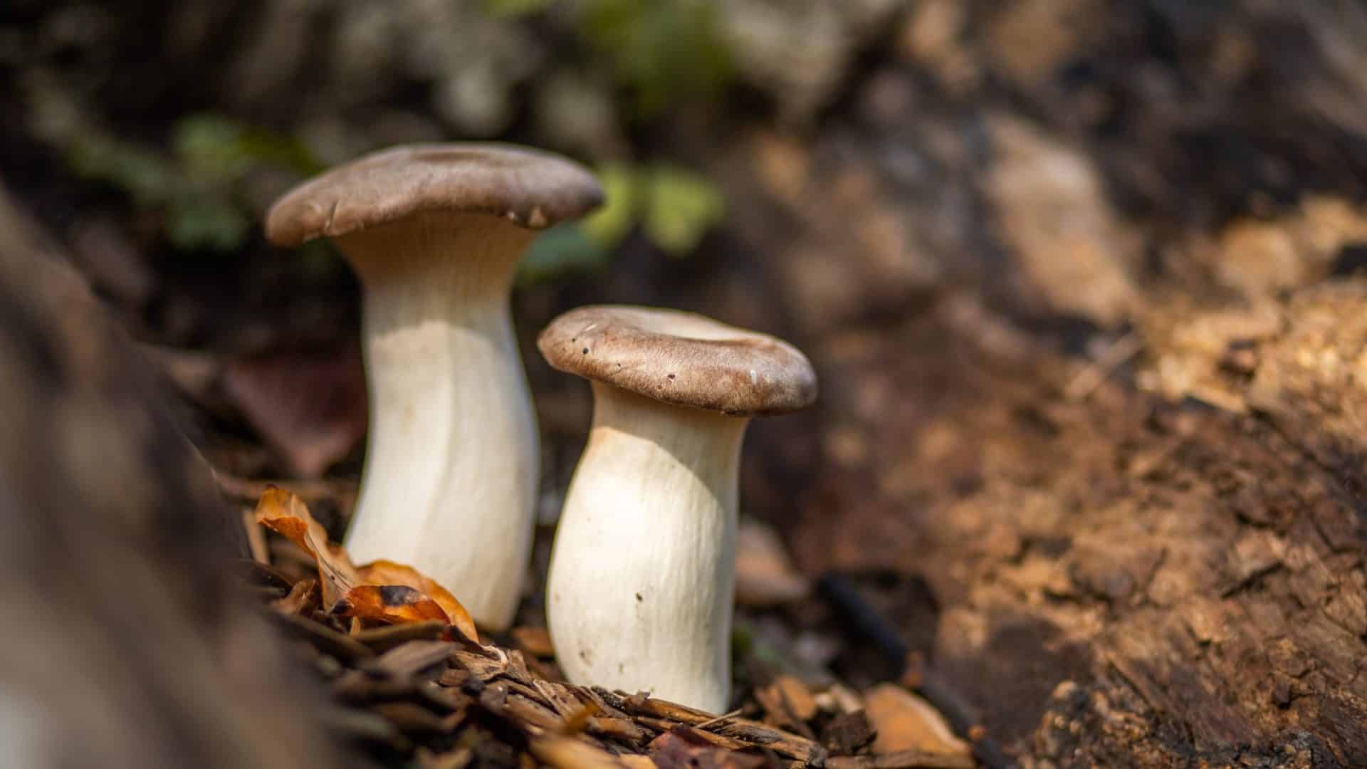 cogumelos-1920x1080