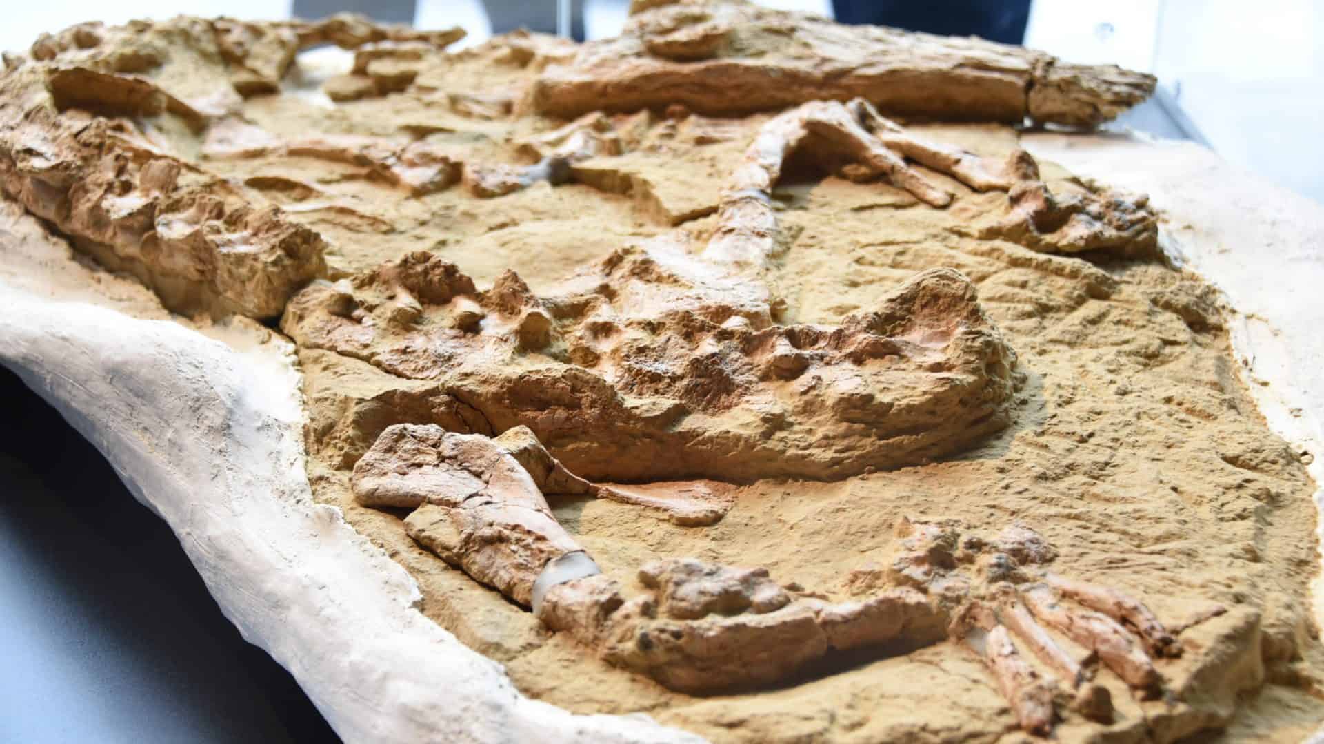 crocodilo-1-1920x1080
