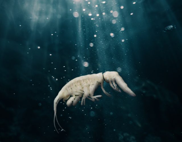 Mystical,Underwater,Scene,With,Sunlight,Streaming,Through,The,Ocean,,Illuminating