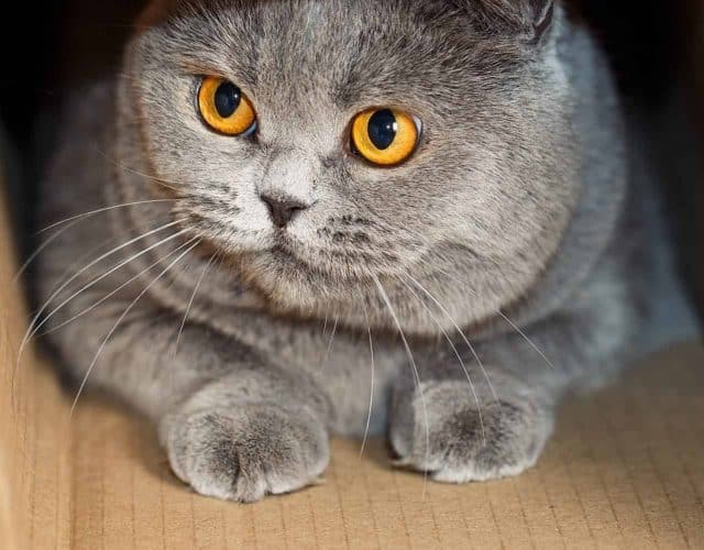 A,Cat,In,A,Cardboard,Box