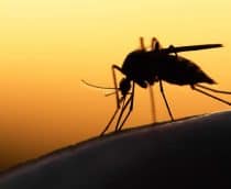 imagem mostra a silhueta/sombra do mosquito da dengue com o pôr-do-sol no fundo