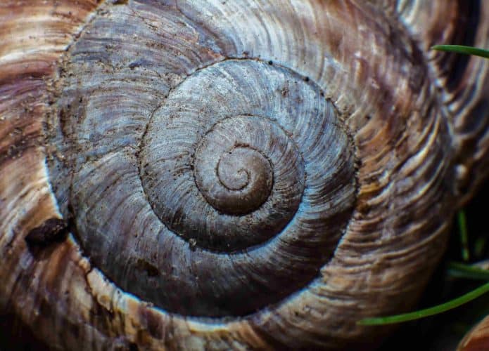 Espiral de Fibonacci