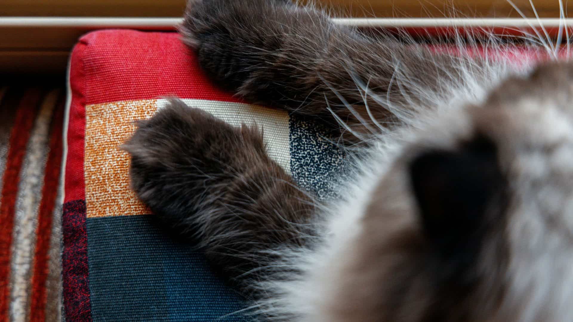 gato-patas-pet-animal-estimacao-1920x1080