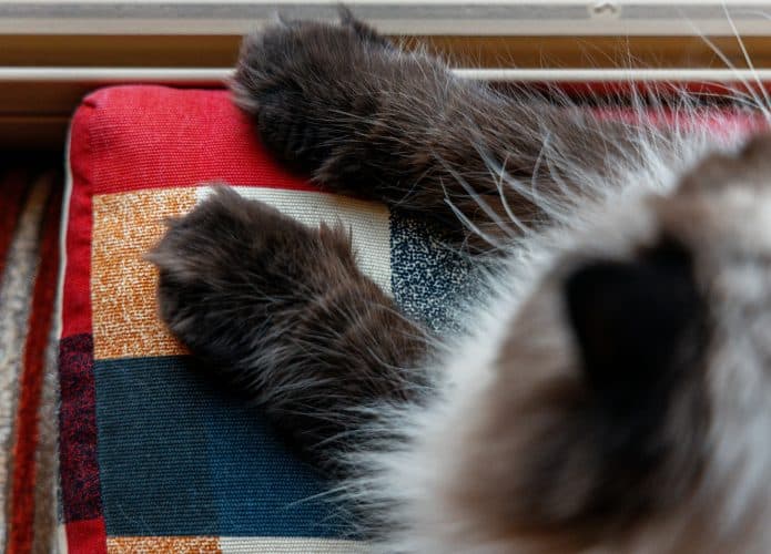 gato-patas-pet-animal-estimacao-695x500