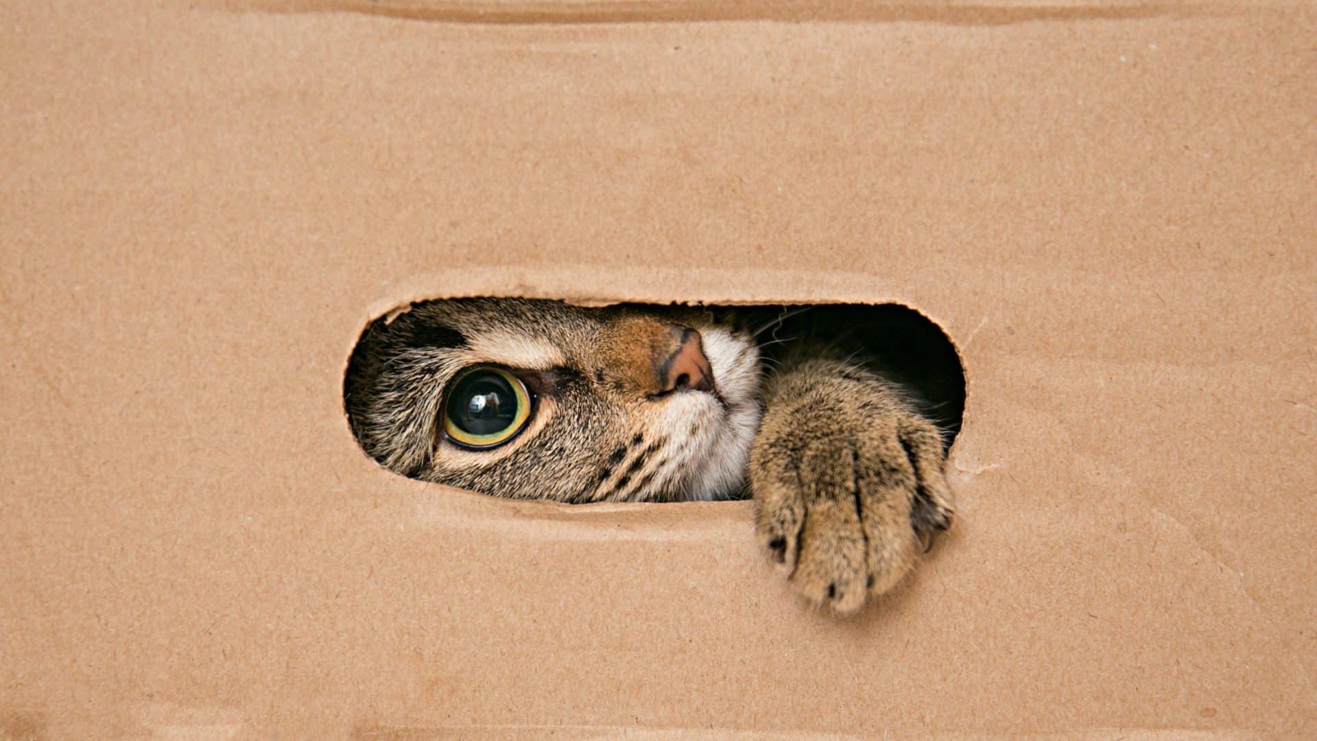 Gato dentro de caixa de papelão