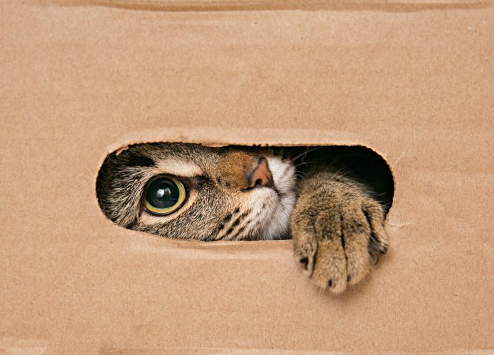 Gato dentro de caixa de papelão