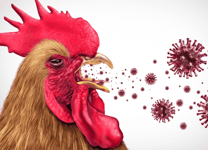 h5n1-695x500.png