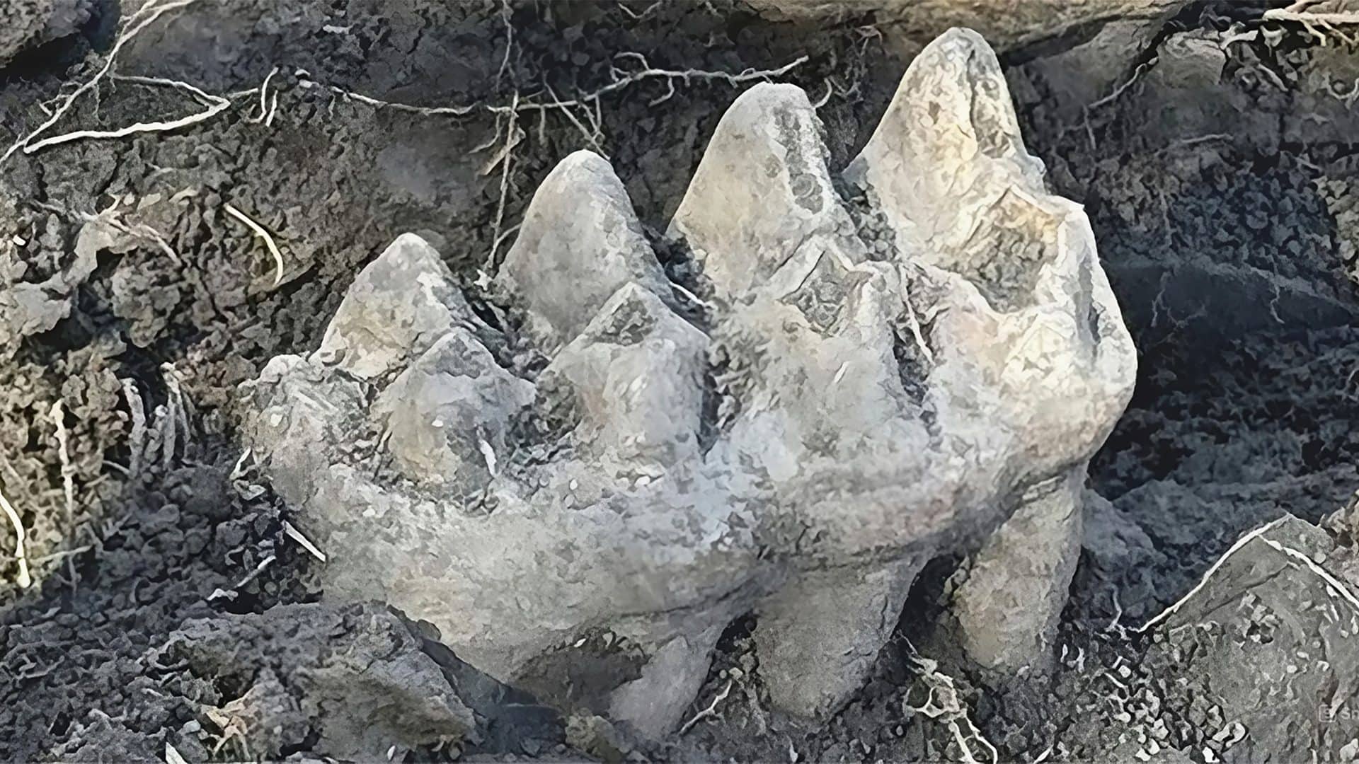 mandibula-mastodonte-1920x1080