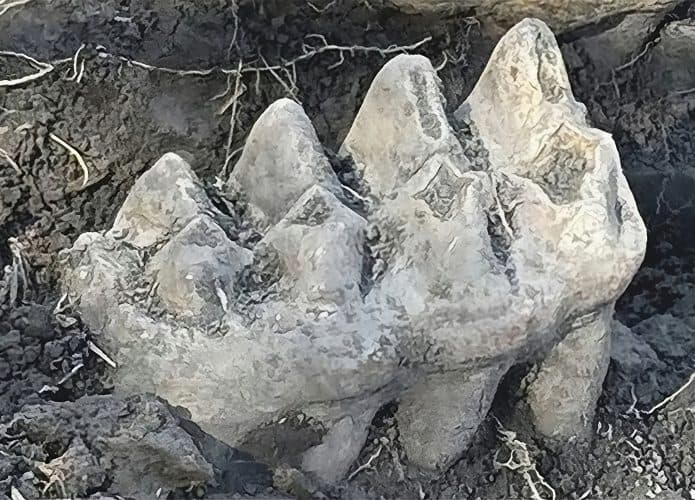 mandibula-mastodonte-695x500