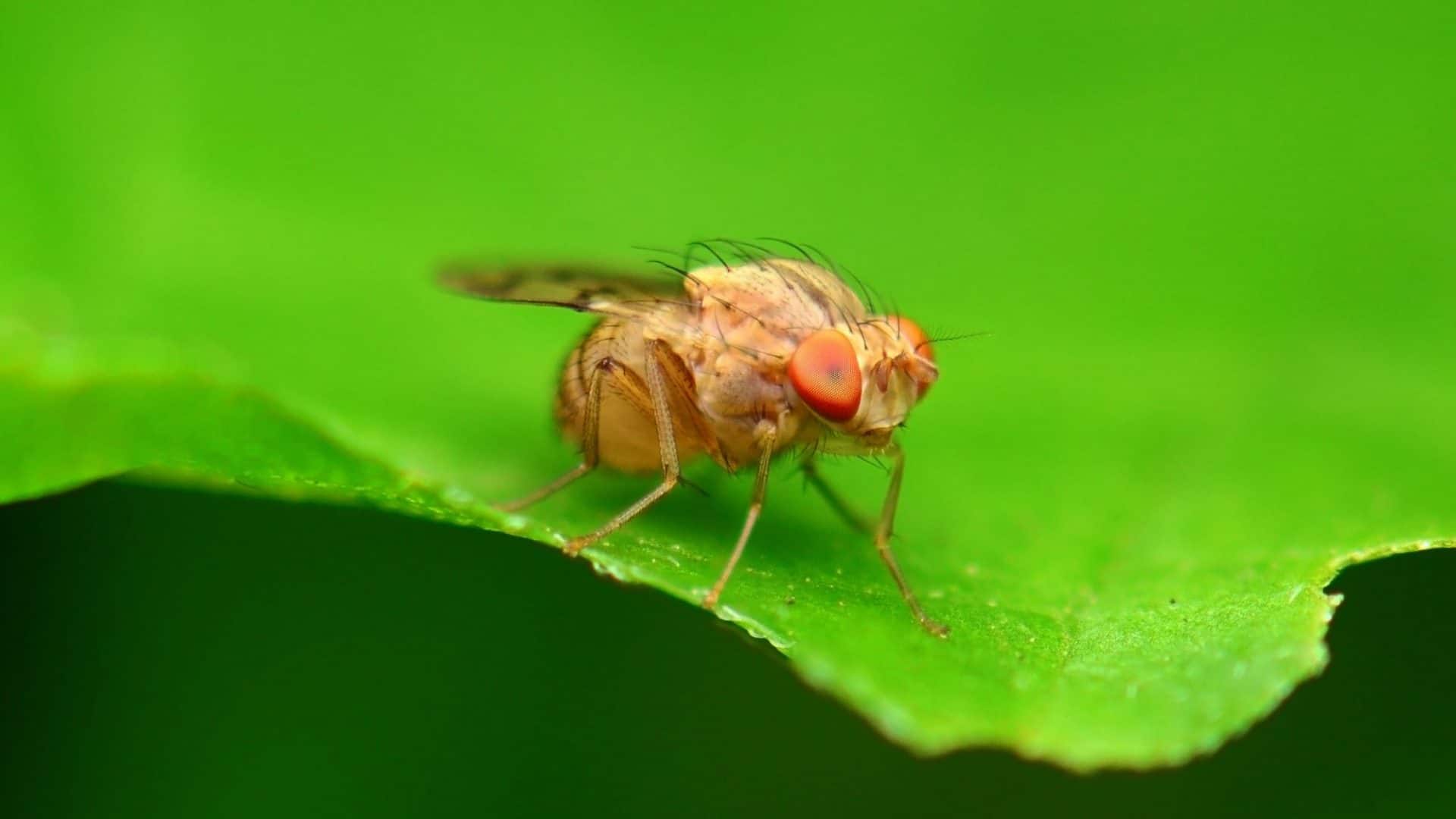 mosca-1920x1080