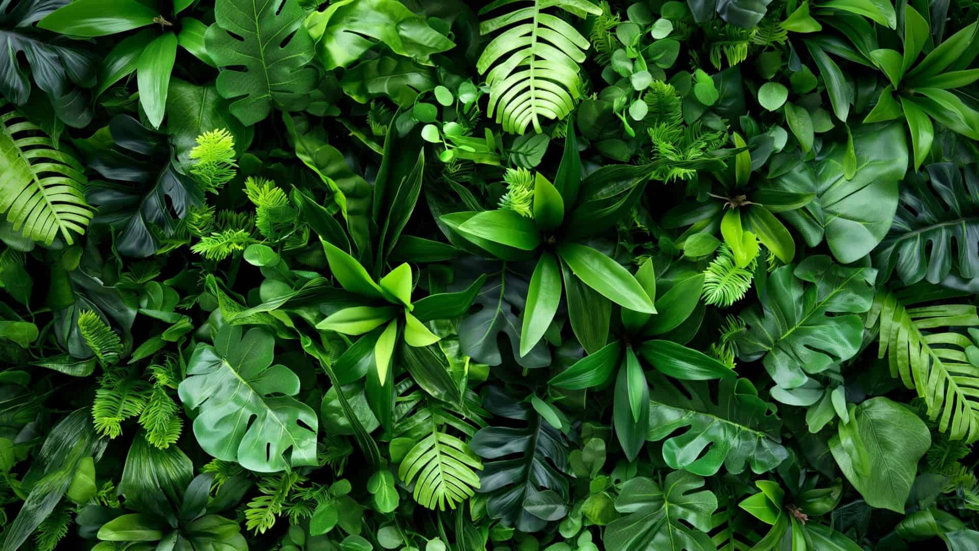 planta-1920x1080
