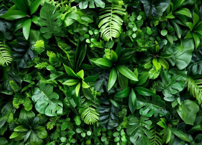 planta-695x500