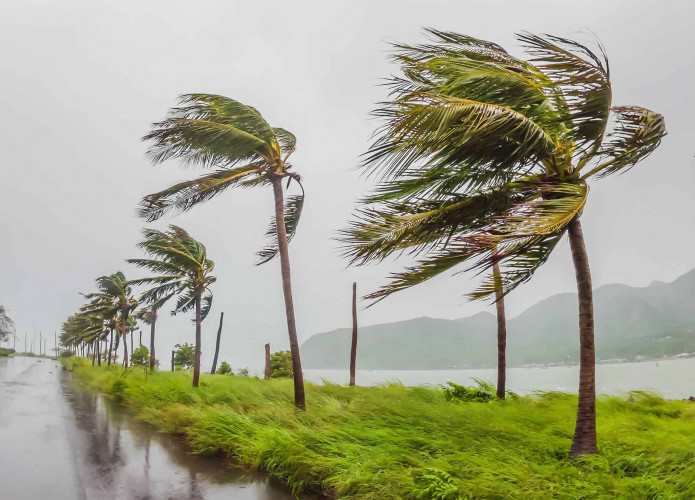 Palmeiras sob vento forte