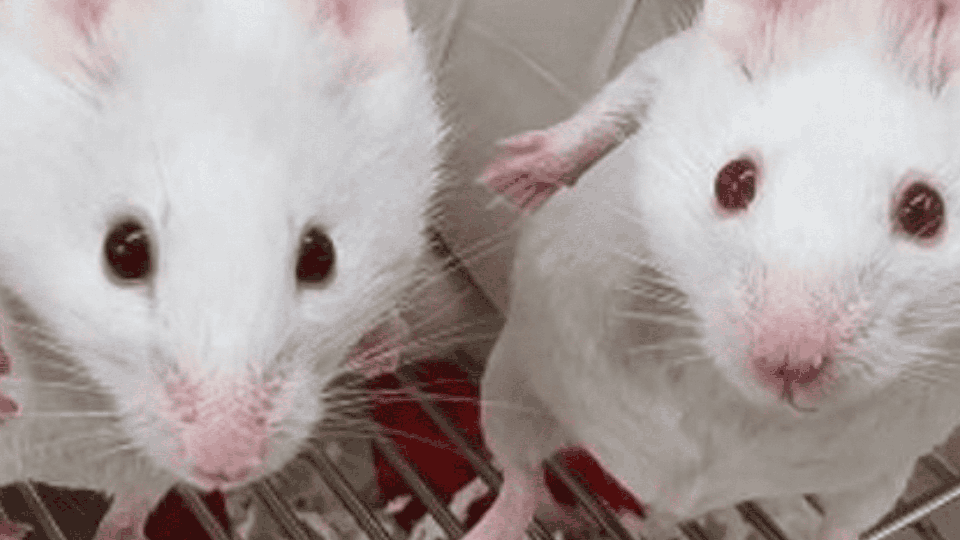 ratos-modificados-1920x1080.png