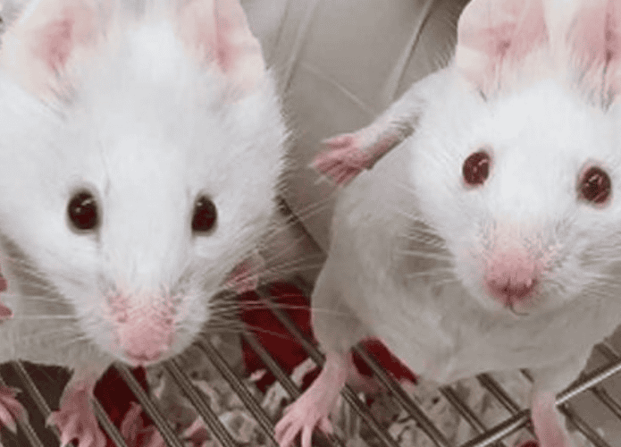ratos-modificados-695x500.png