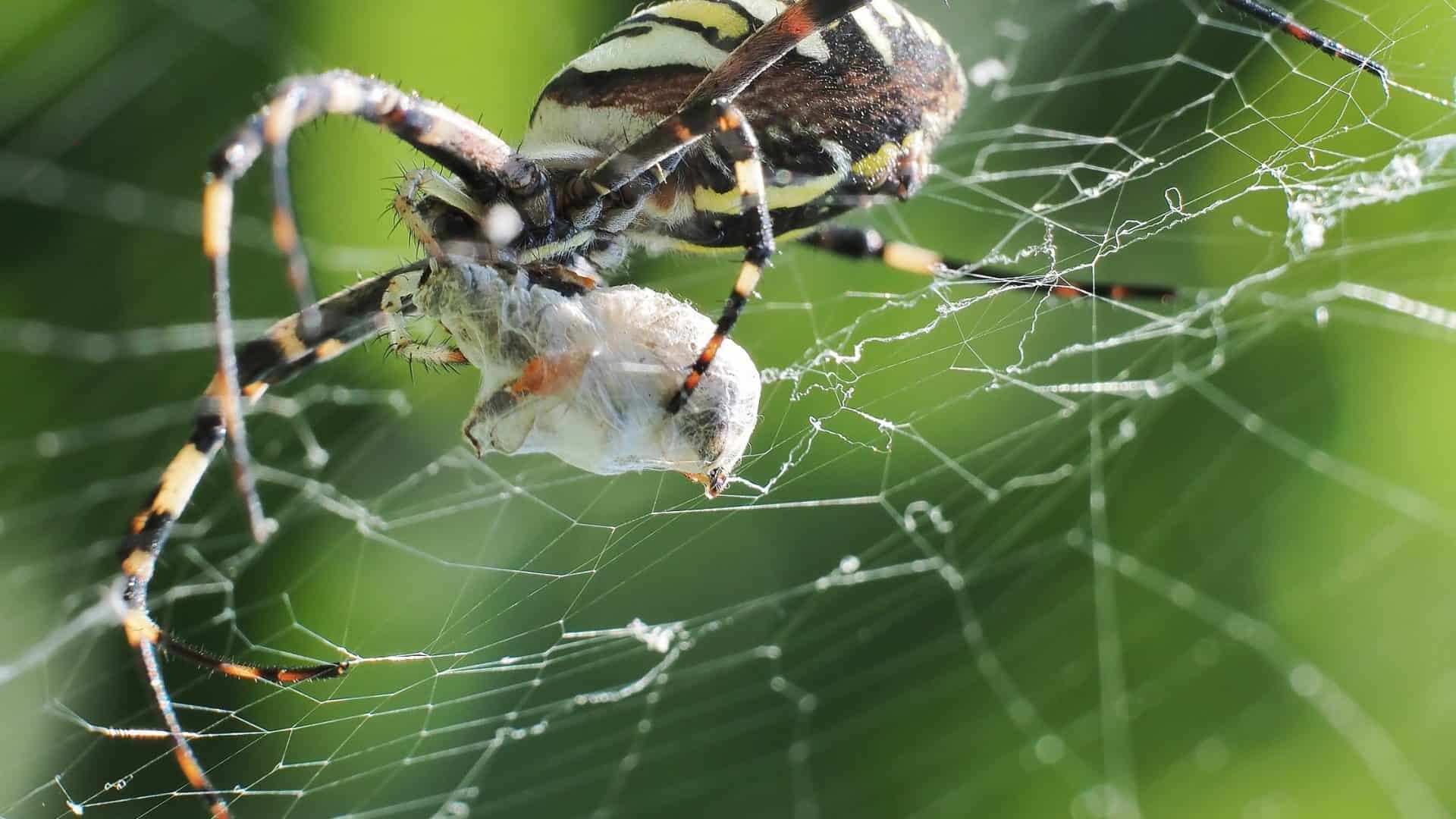 aranhas-catapulta