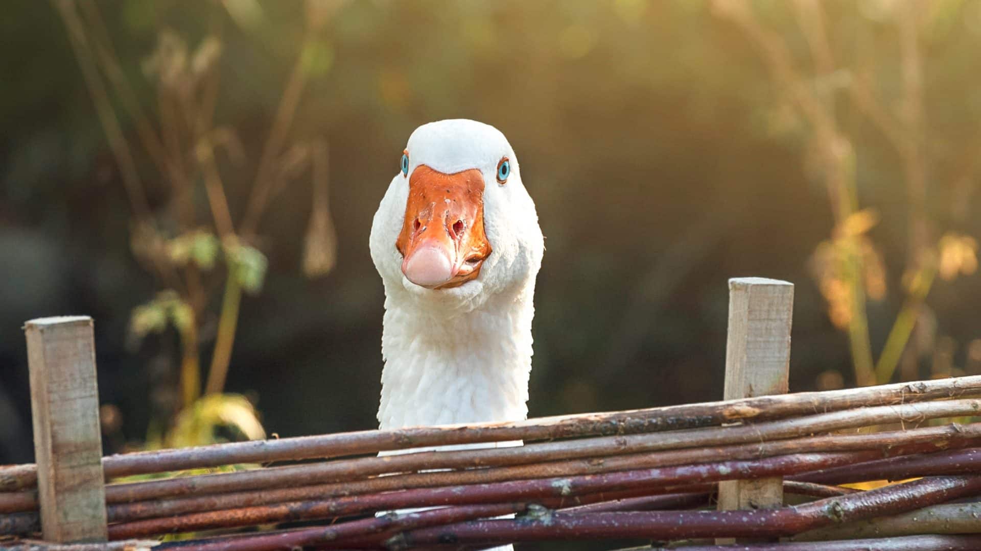 shutterstock_1688062288-1-1920x1080