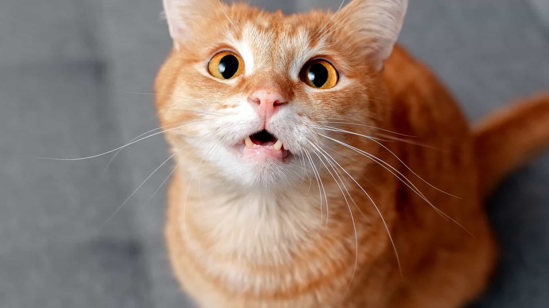 Um gato laranja com grandes olhos redondos mostra seus dentes