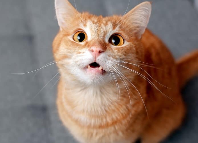 Um gato laranja com grandes olhos redondos mostra seus dentes