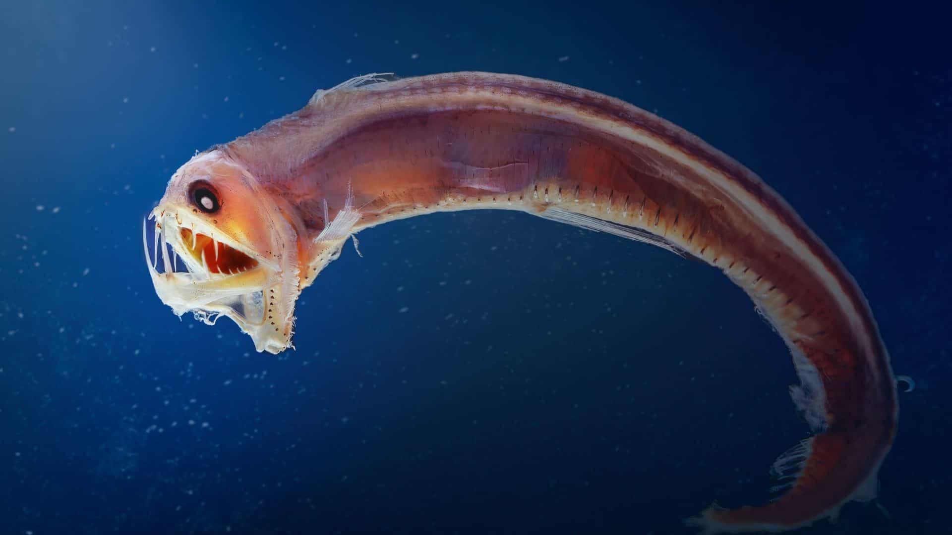 shutterstock_2257607267-1-1920x1080