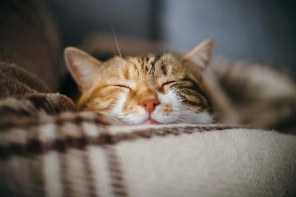 gato laranja
