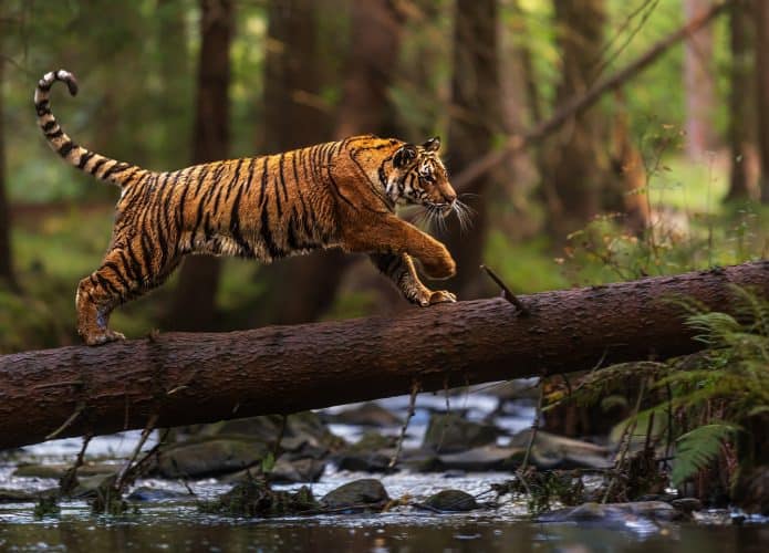 tigre-695x500
