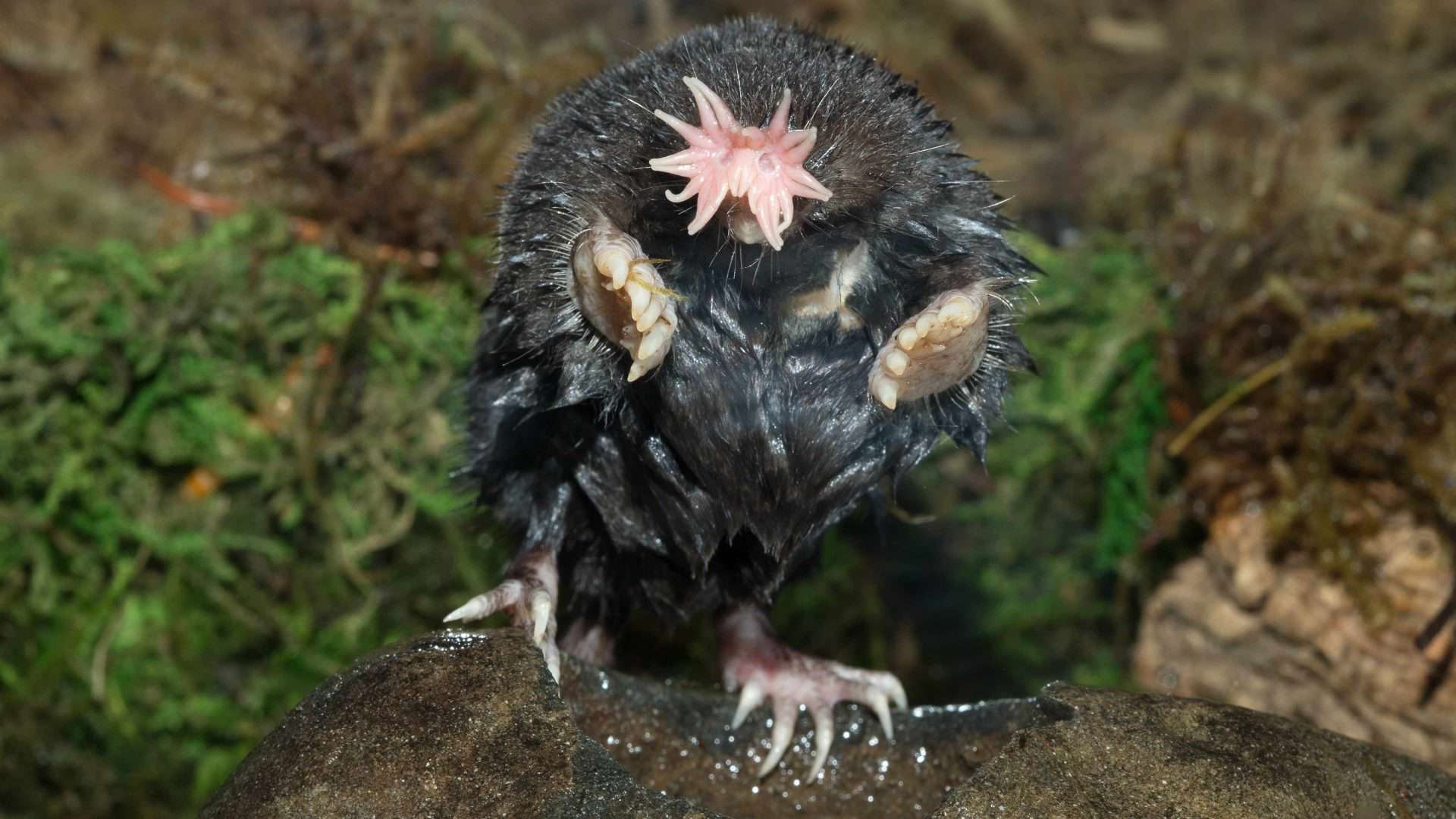 Toupeira-nariz-de-estrela